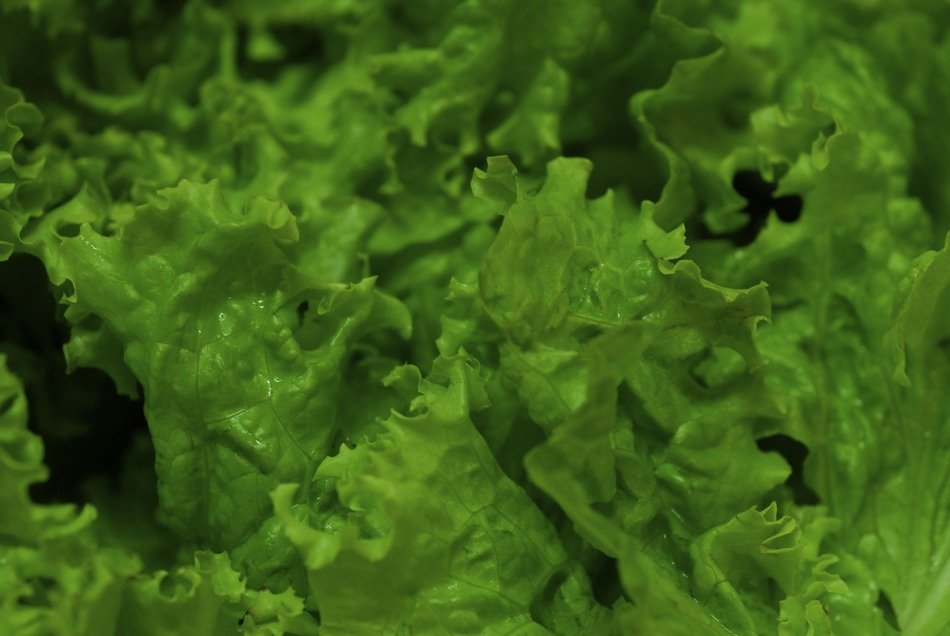 fresh lettuce vegetable