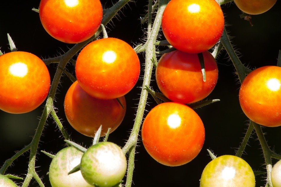 tomato in the sun