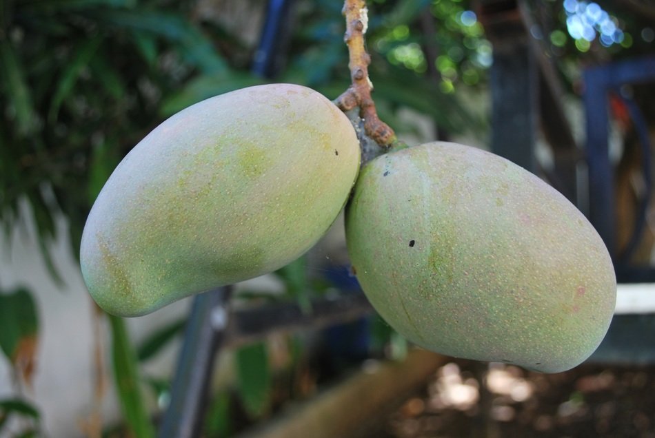 Picture of green mangoes close-up on blurred background