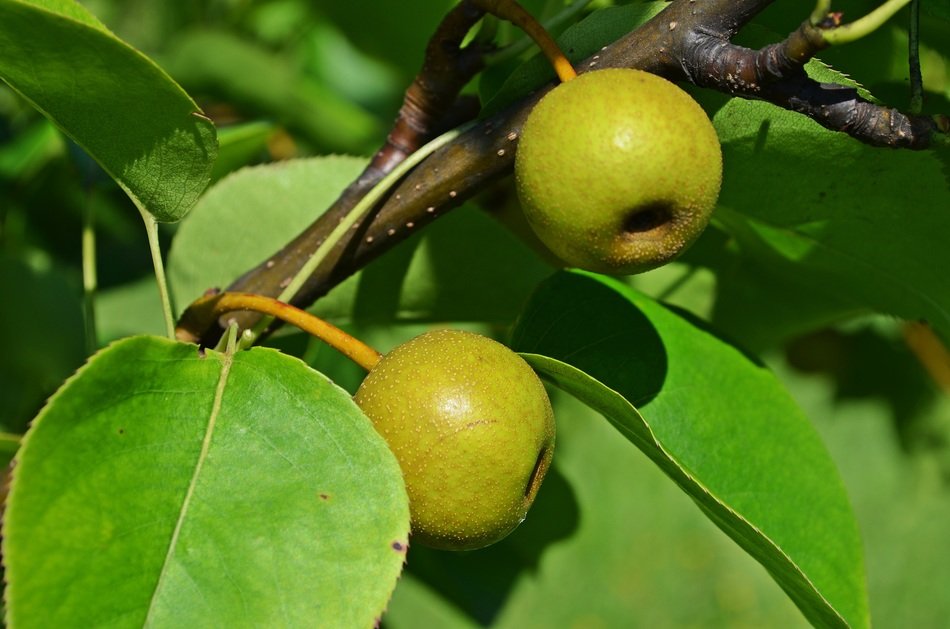 asian pea on a branch