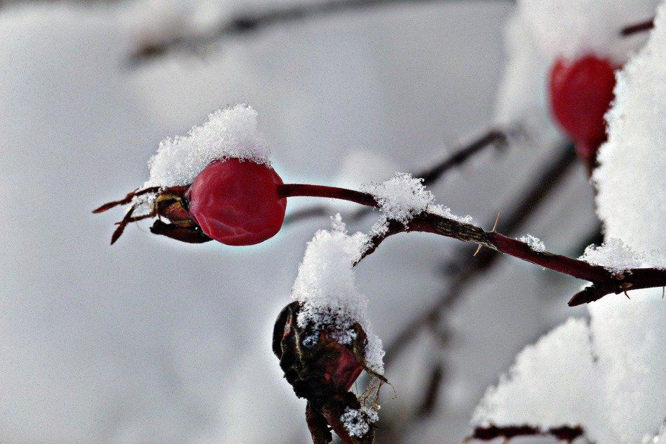 dainty rose hip