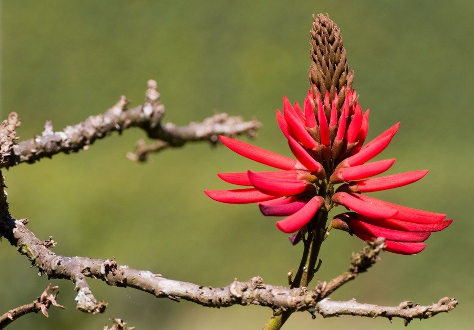 bright flower on an empty branch