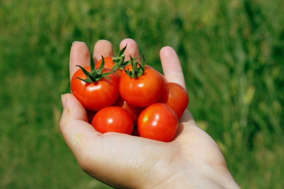 cherry tomato in hand