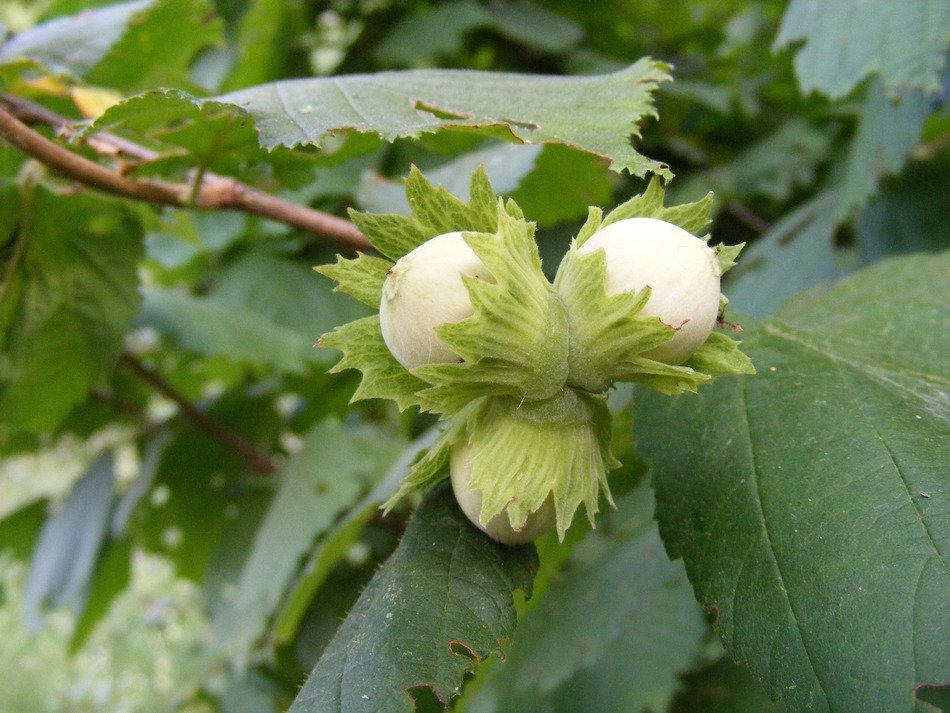 green nuts on the bush