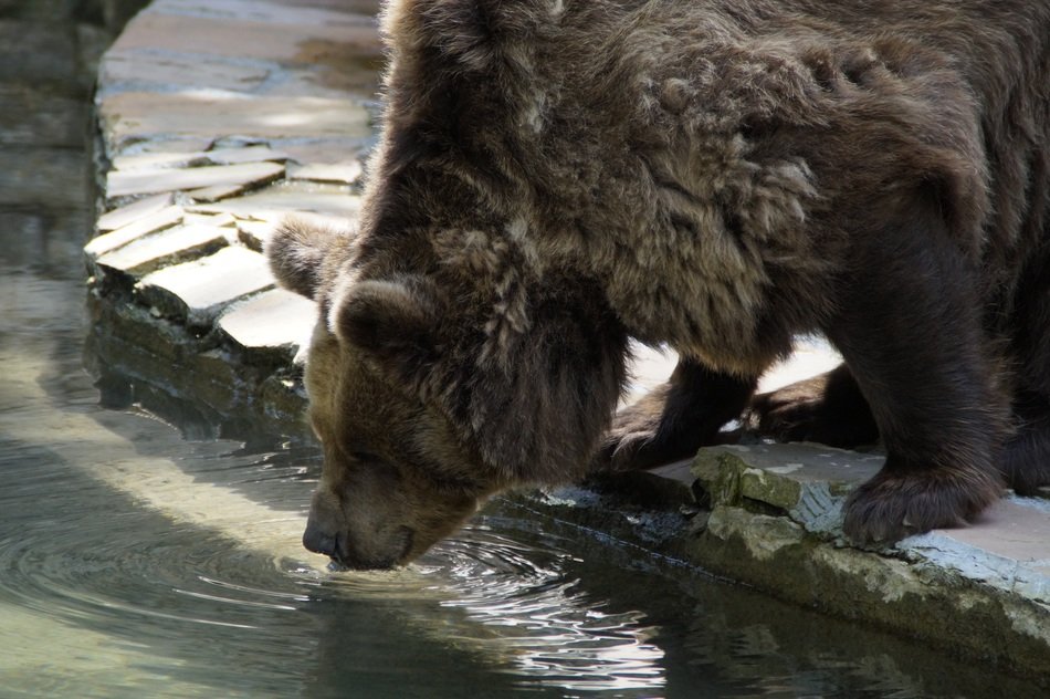 thirsty brown bear