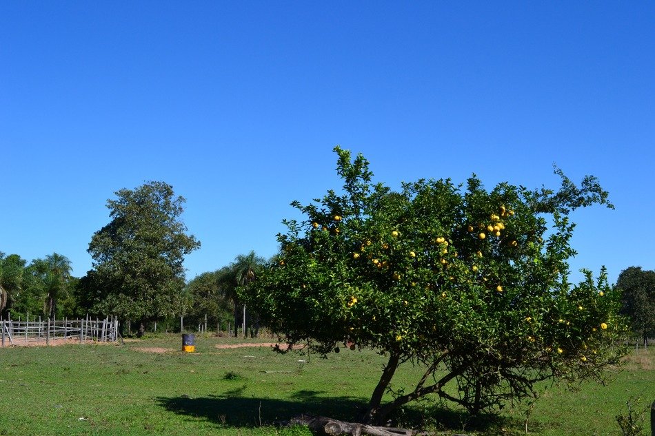 lemon tree in the meadow