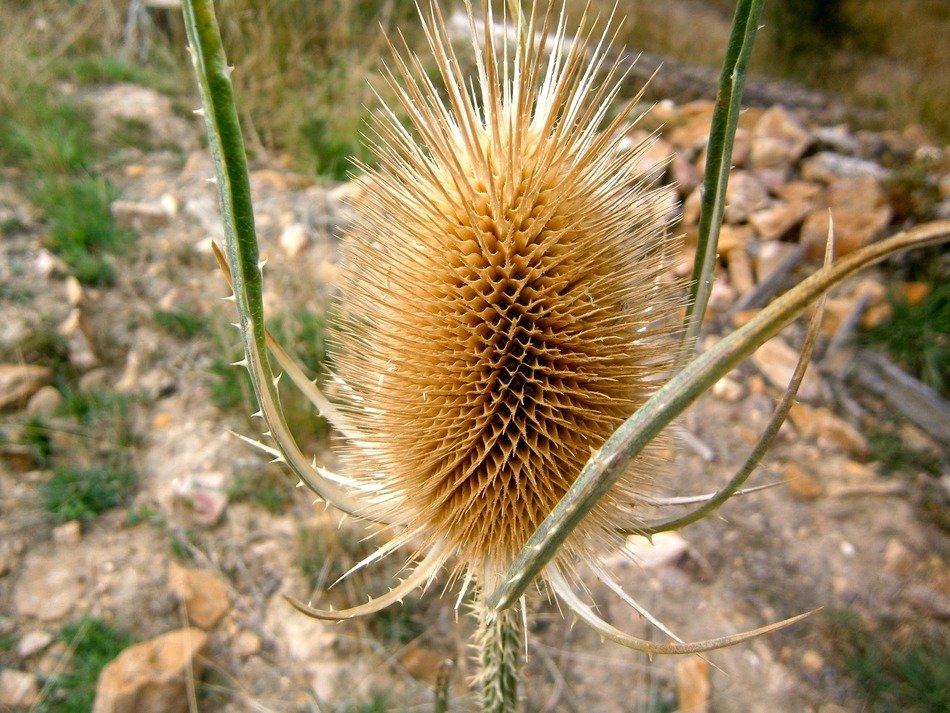 photo of the autumnal cardillo plant