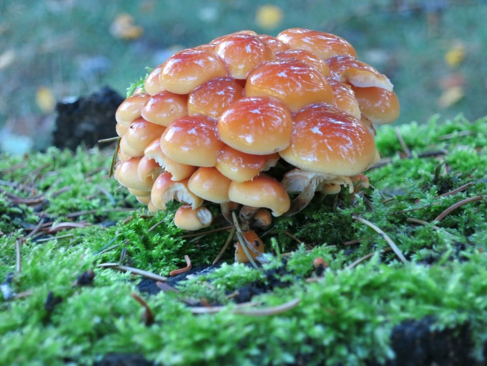picture of the mushrooms in a forest