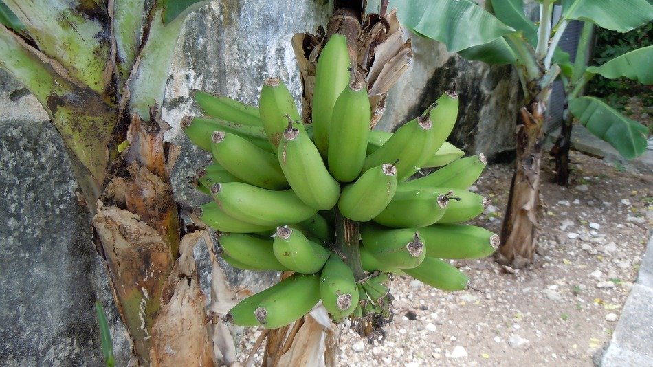 bermuda bananas plants with green fruits