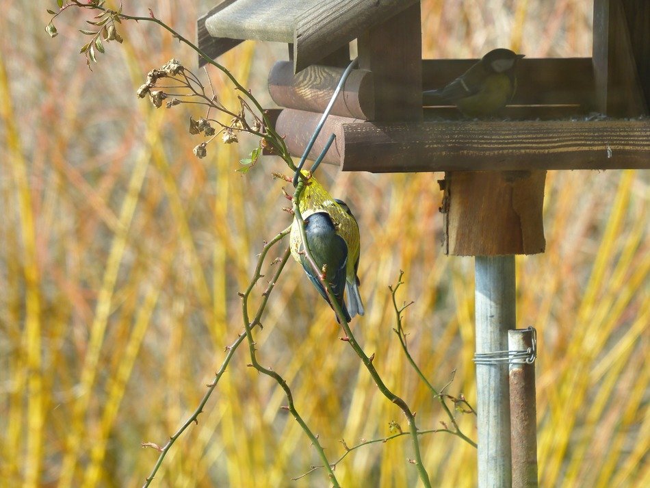 food for songbird