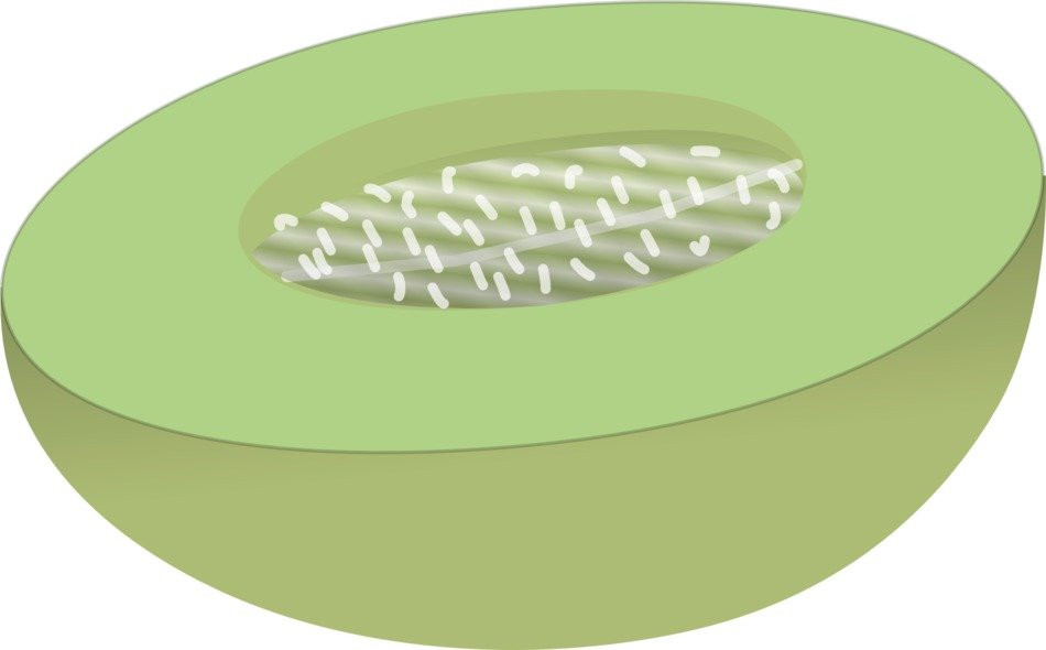 green melon as a graphic image
