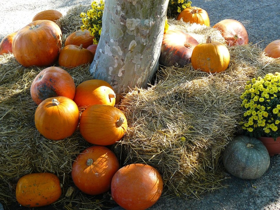 pumpkins beneath tree, thanksgiving installation