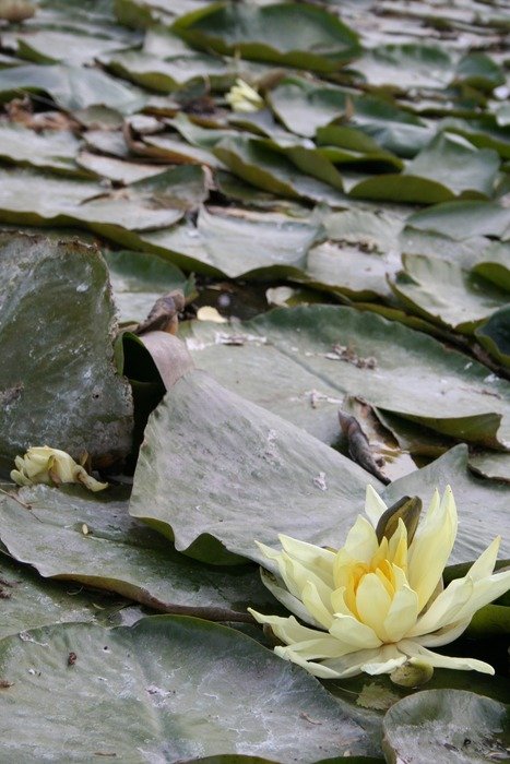 water lily flower on the lake