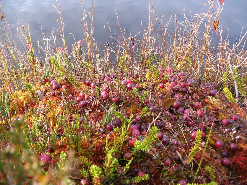 cranberry plants in wild, autumn bog