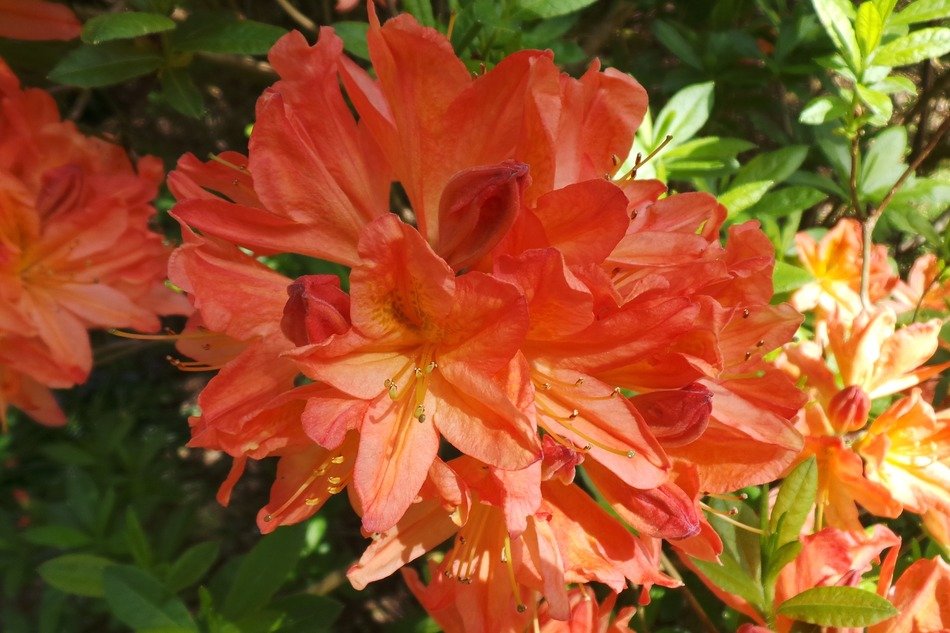 organic flowers blossom