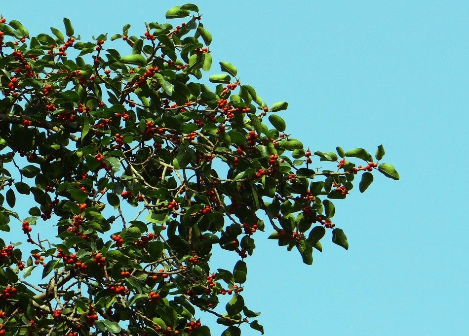 ficus against the blue sky
