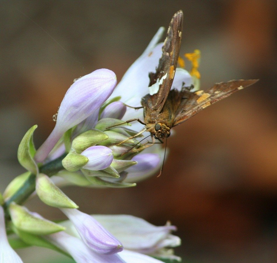 small butterfly on a pale purple flower