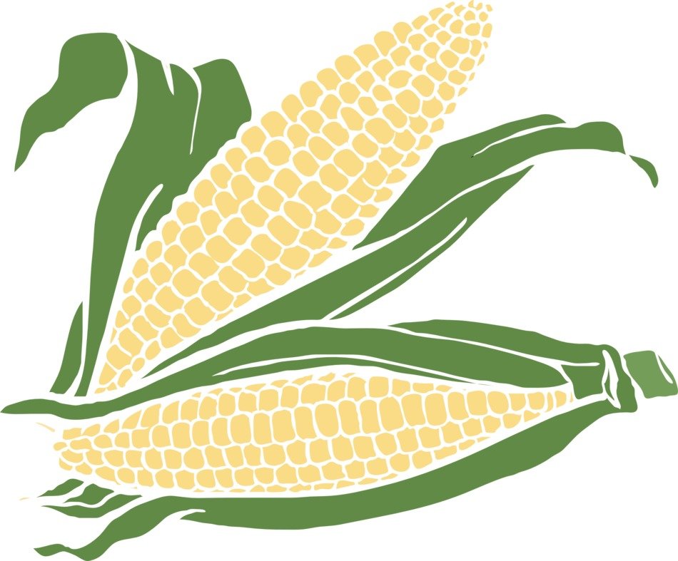 drawing of corn cobs with leaves