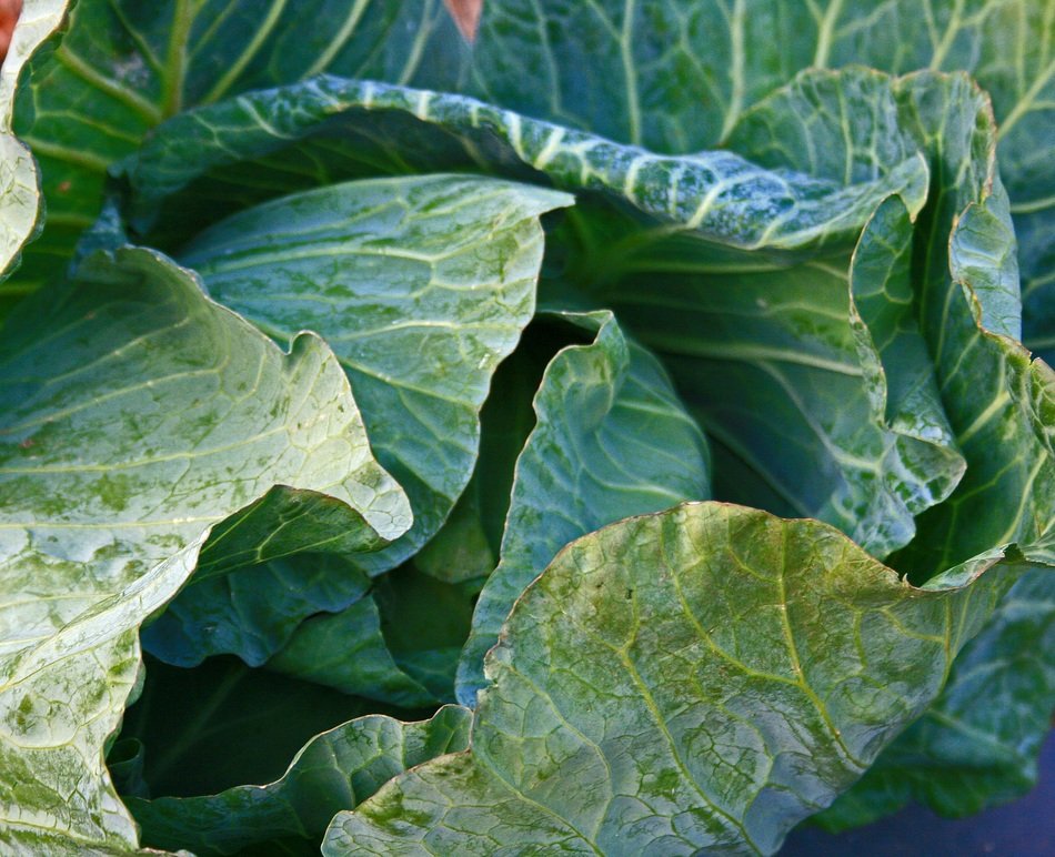 Cabbage plants in the garden
