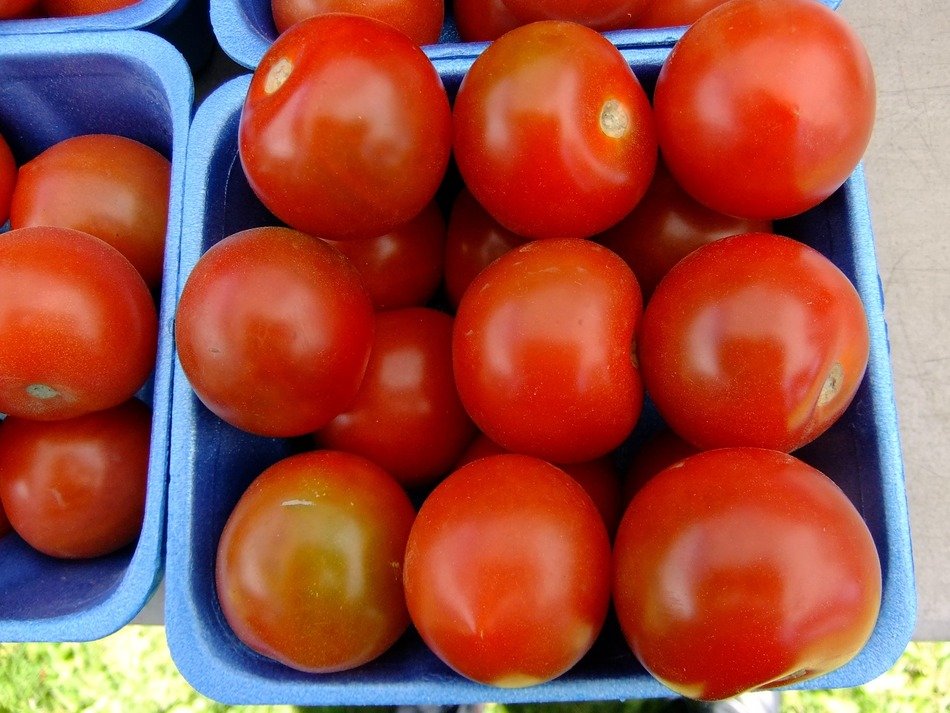 healthy tomatoes in blue trays