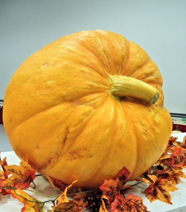large pumpkin