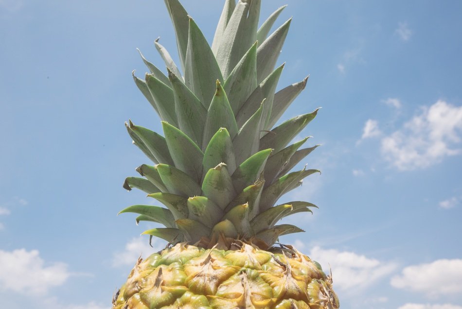 pineapple leaf