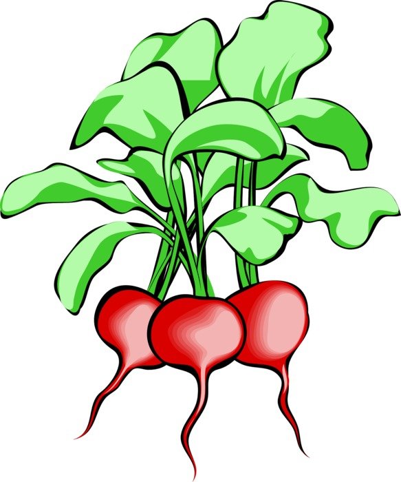 three ripe radishes as a graphic image