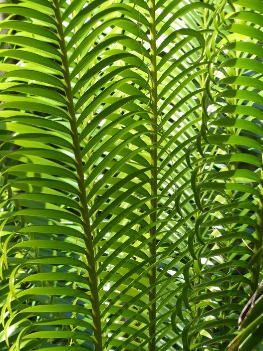 growing green palm leaves