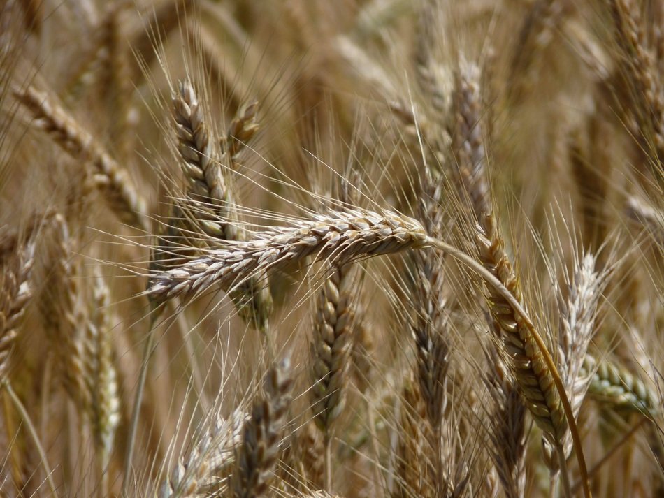 harvest in field, ears of ripe cereal close up