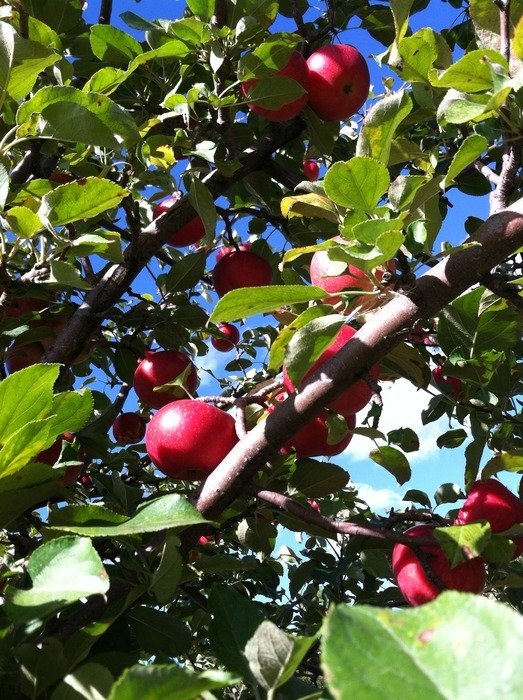 red apples on a tree in the garden