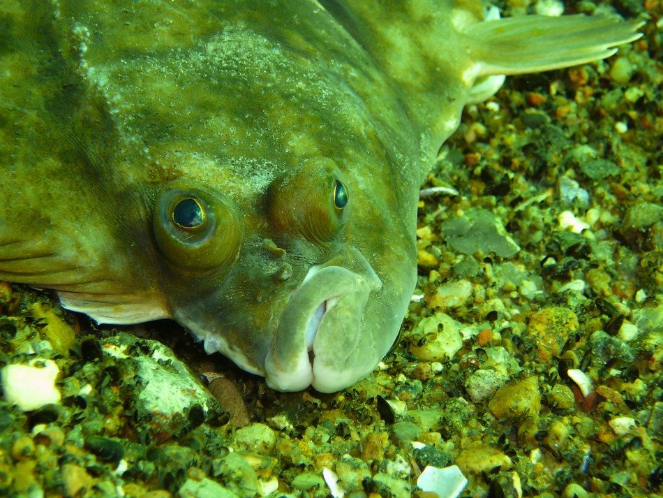 Flounder under the water of the Baltic Sea