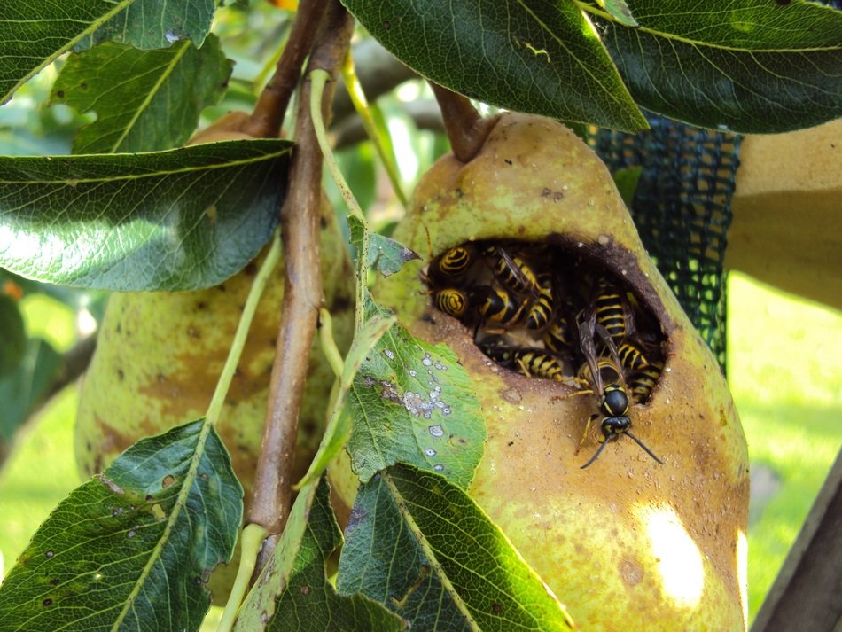 wasps in pear on branch