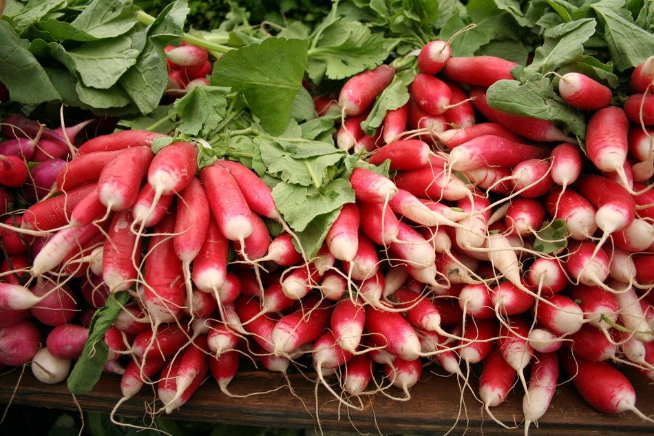 oblong pink radishes with white tips On the market
