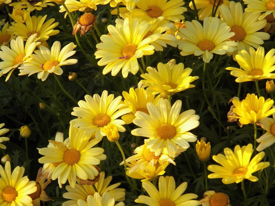 bright yellow floral plants in blossom