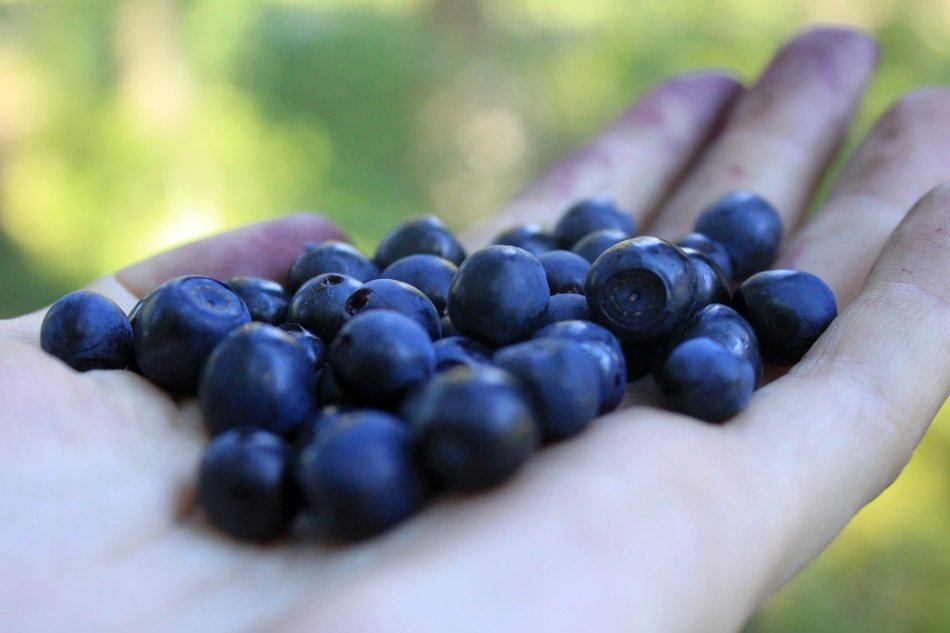 purple blueberries on the palm