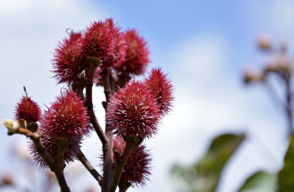 fruits of the achiote tree