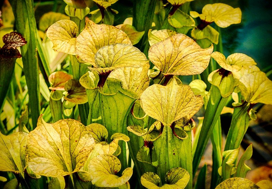 pitcher plants in nature