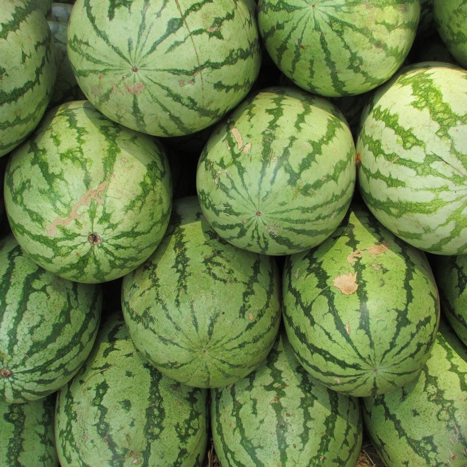 juicy watermelons