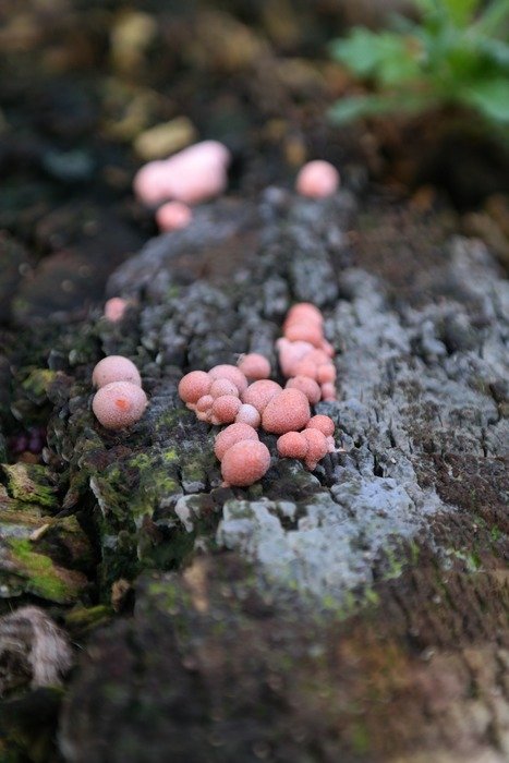 pink mushrooms on a bark