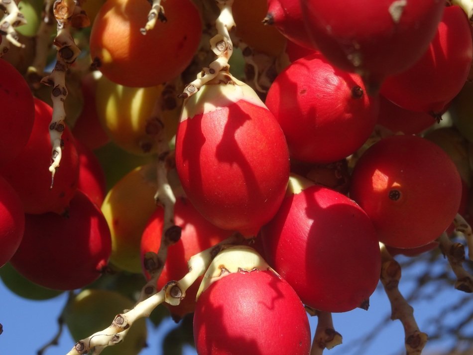 Photo of exotic Red palm fruits