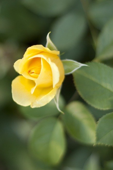 yellow rose bud in the garden