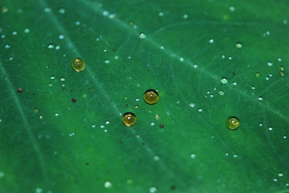 drops on the plant leaves closeup