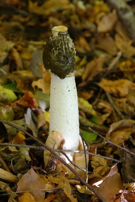 common stinkhorn in a forest