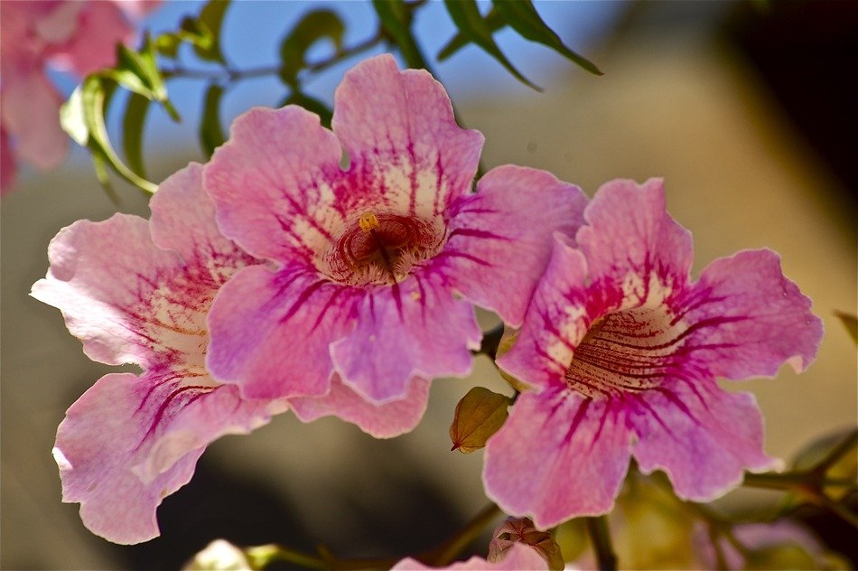 flowers in nature
