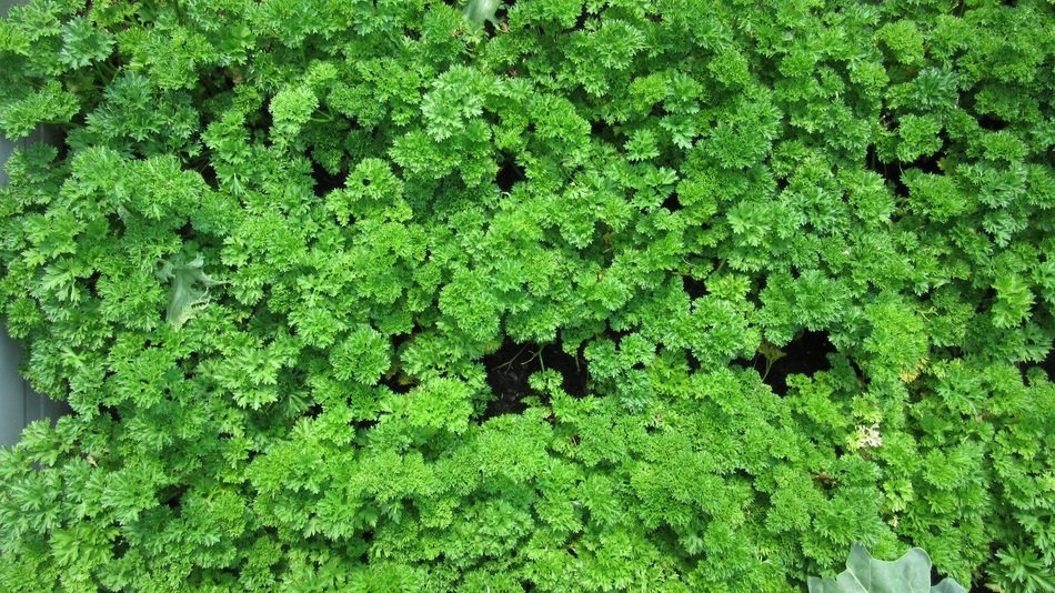 many parsley leaves