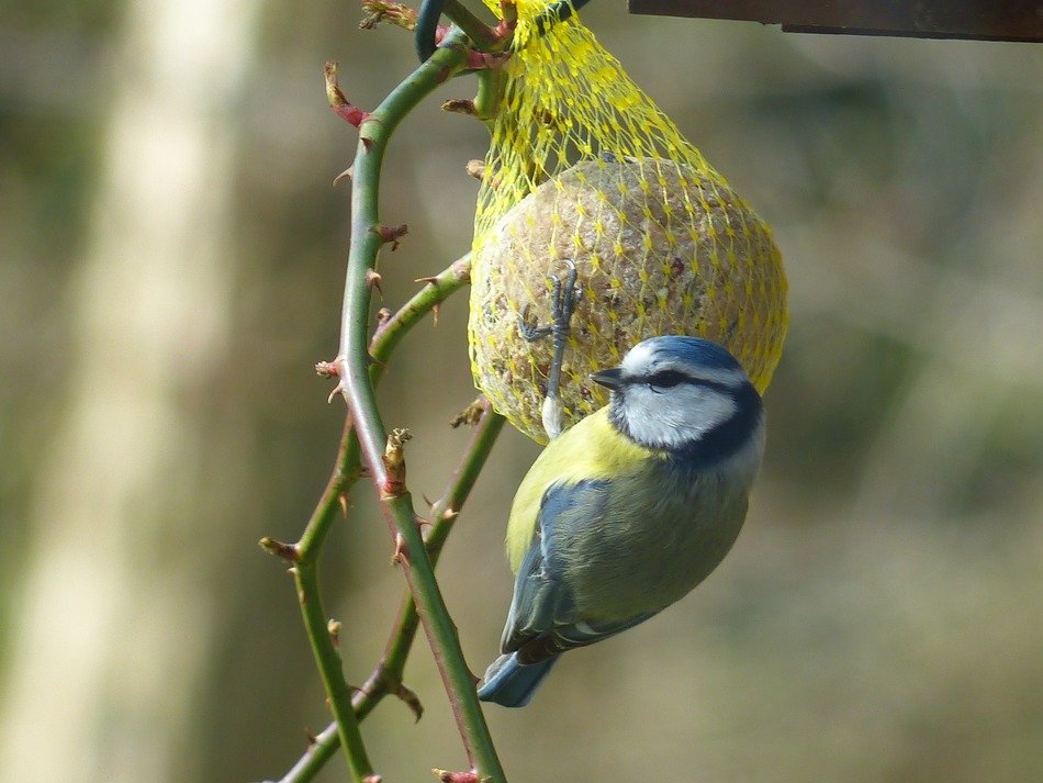 small blue tit pecking fruit