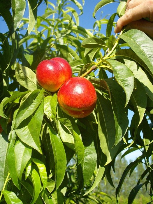 Nectarines on the tree