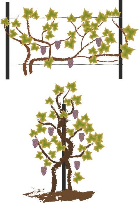 wine cultivation as an illustration