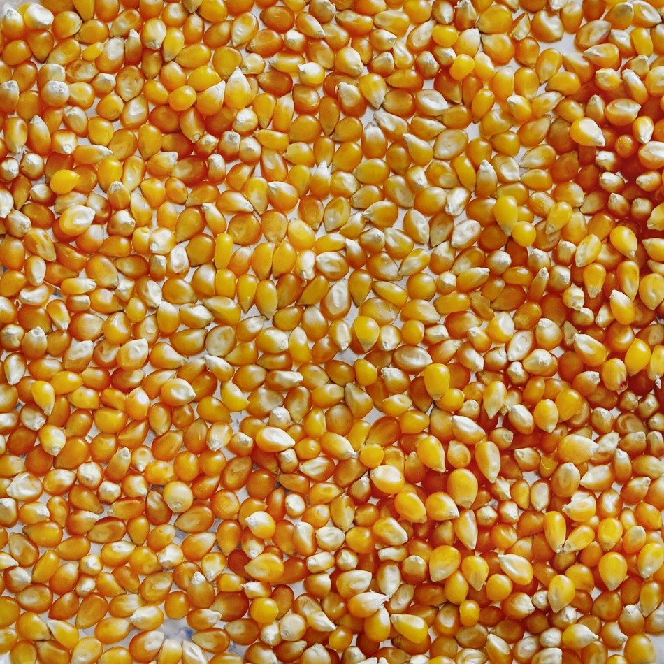 Lots of popcorns