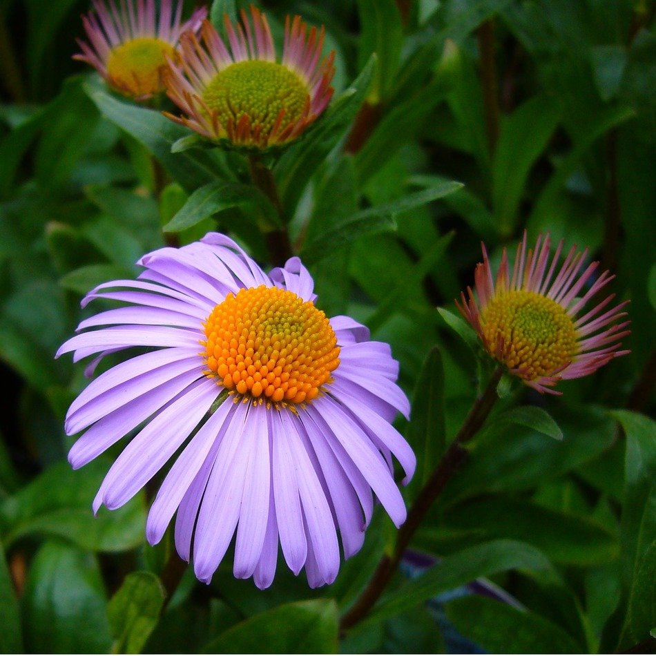 asters tongolensis outdoors